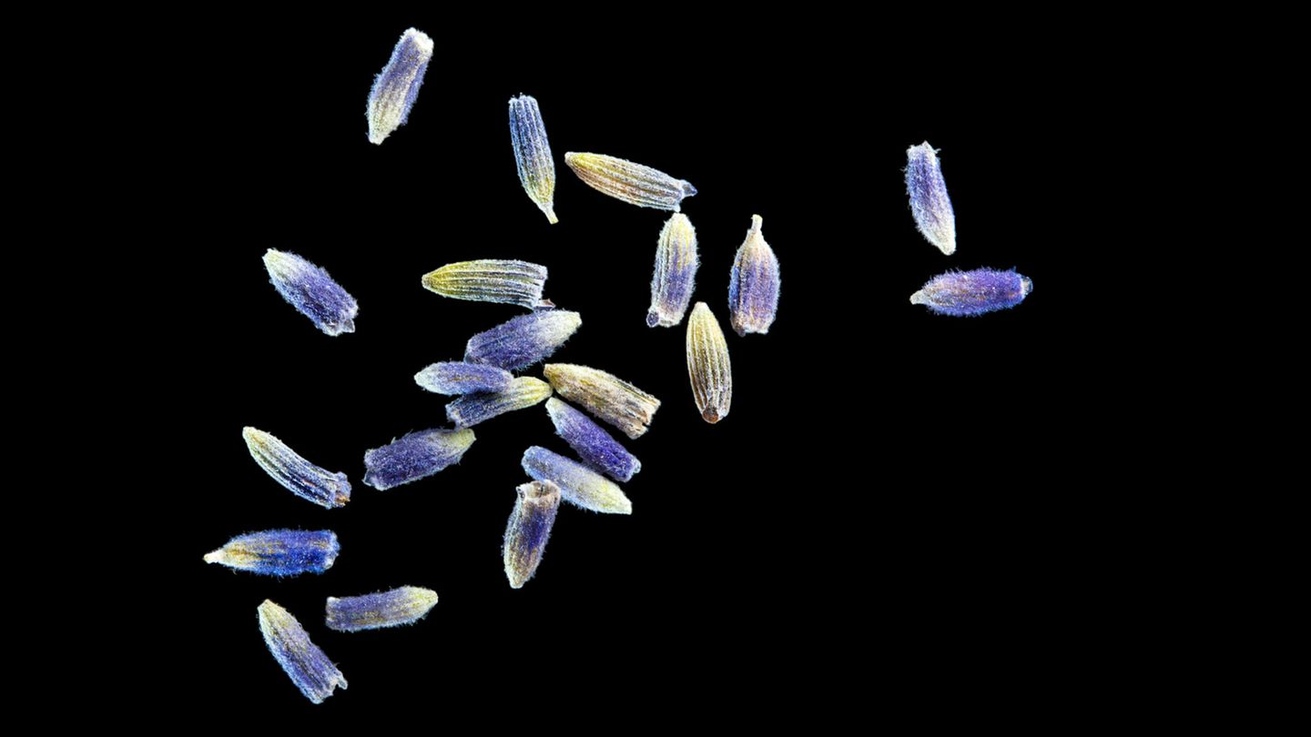 Lavendel