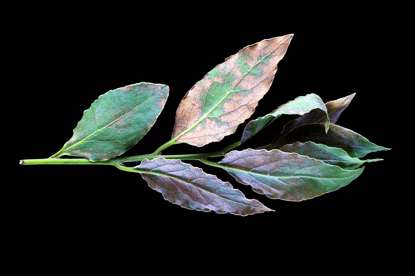 Lorbeer: Harzige Noten Lorbeer-Blätter