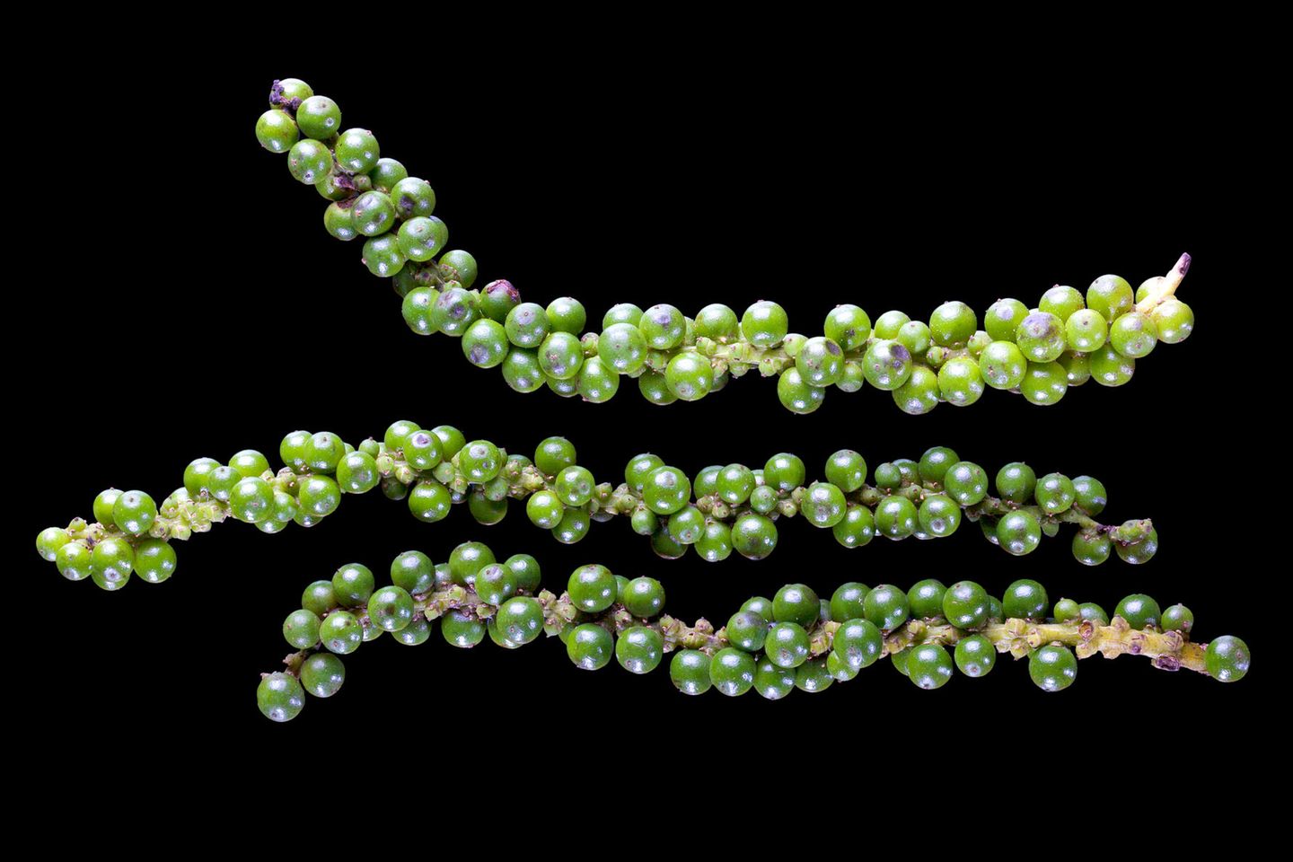 Grüner Pfeffer: Die Nummer Eins Grüner Pfeffer