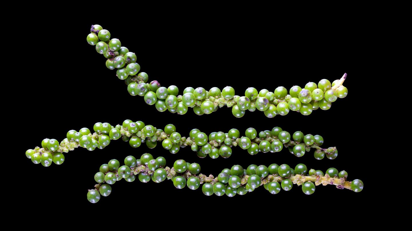 Grüner Pfeffer: Die Nummer Eins Grüner Pfeffer