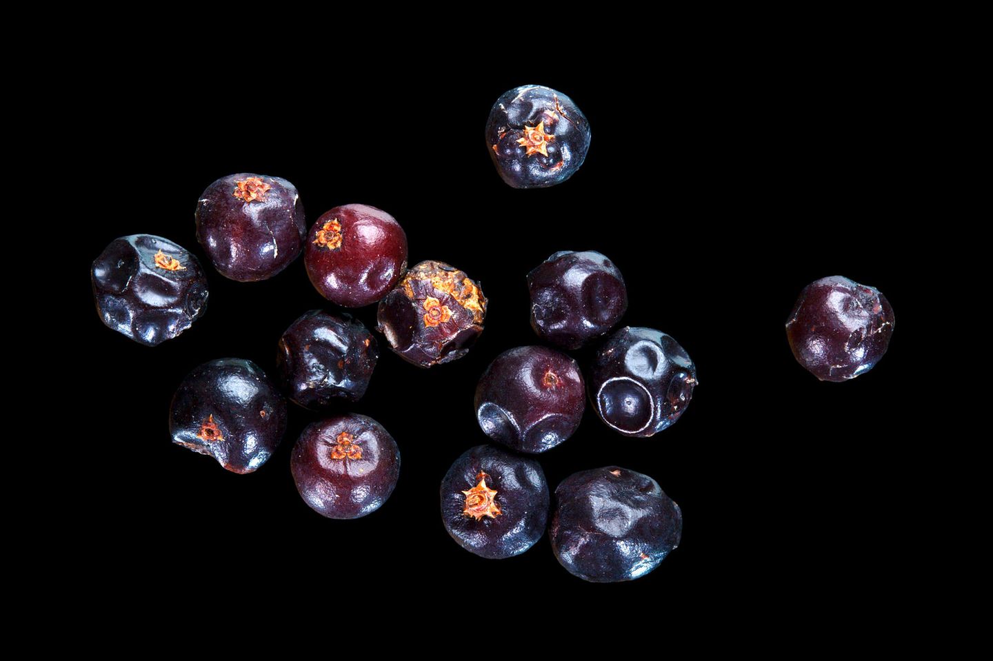 Wacholder: Wilde Wärme Wacholder: eine wilde Wärme