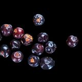 Wacholder: eine wilde Wärme