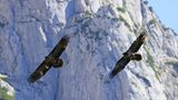 Geier im Flug