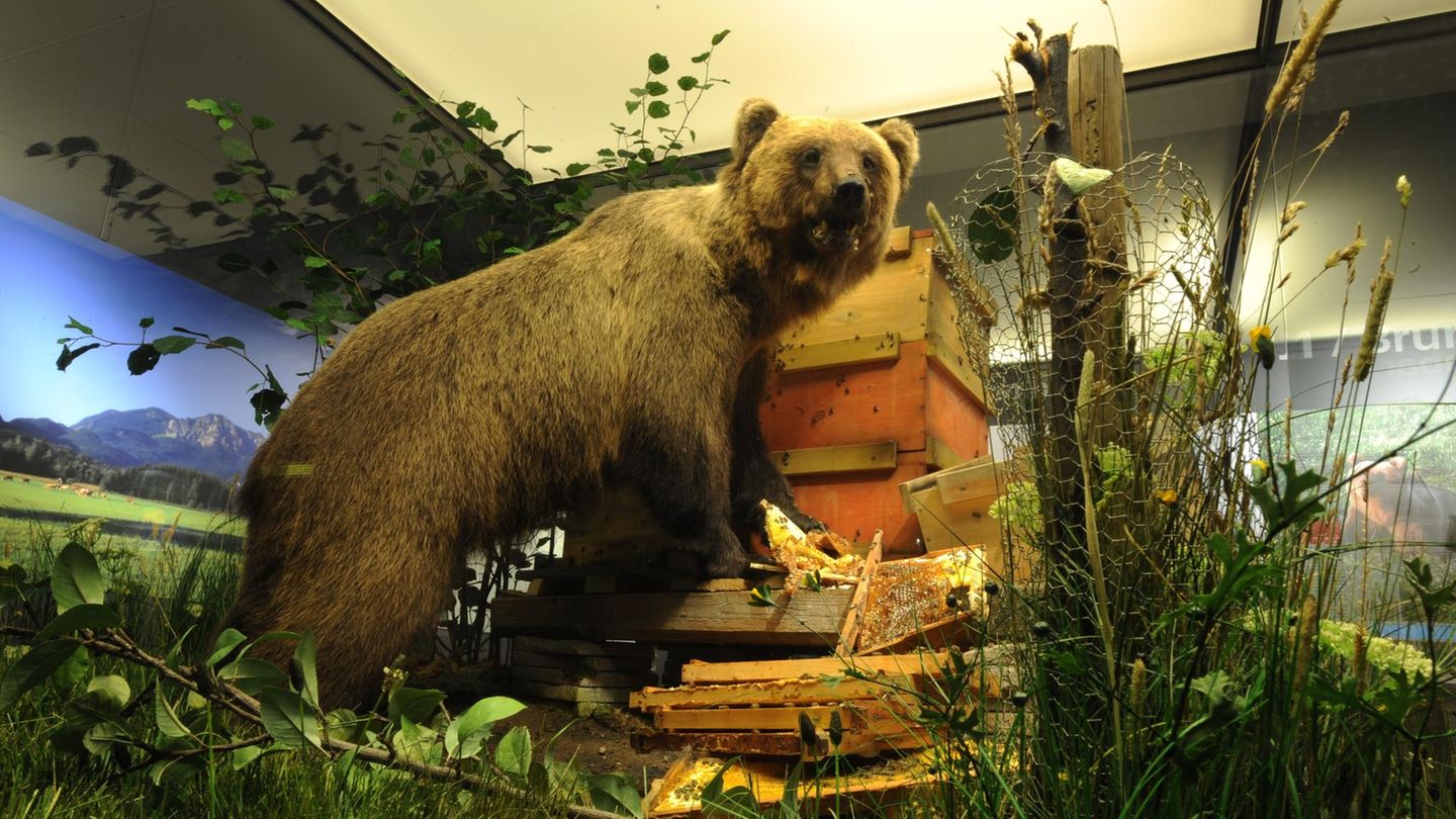 Nach 170 Jahren streift 2006 erstmals wieder das größte landlebende Raubtier Europas durch die bayerischen Wälder. Als Bruno auf der Suche nach Beute-Schafen Siedlungen zu nahe kommt, wird er abgeschossen. Seine Bezeichnung als "Problembär" wird zum geflügelten Wort. Auch Bruno endet ausgestopft im Museum.  Brunos Schicksal erregt damals großes Medieninteresse, er schafft es bis in die "New York Times". Tierschützer laufen vergebens Sturm gegen den Abschuss. Der Bär gilt weithin als tragisches Beispiel für den Konflikt zwischen Mensch und Wildtier. Als Resultat wird in Bayern ein Managementplan für Braunbären entwickelt, um ein konfliktarmes Nebeneinander zu ermöglichen. Nach Angaben der Umweltstiftung WWF leben in Europa aktuell rund 17.000 Braunbären.