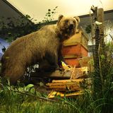 Nach 170 Jahren streift 2006 erstmals wieder das größte landlebende Raubtier Europas durch die bayerischen Wälder. Als Bruno auf der Suche nach Beute-Schafen Siedlungen zu nahe kommt, wird er abgeschossen. Seine Bezeichnung als "Problembär" wird zum geflügelten Wort. Auch Bruno endet ausgestopft im Museum.  Brunos Schicksal erregt damals großes Medieninteresse, er schafft es bis in die "New York Times". Tierschützer laufen vergebens Sturm gegen den Abschuss. Der Bär gilt weithin als tragisches Beispiel für den Konflikt zwischen Mensch und Wildtier. Als Resultat wird in Bayern ein Managementplan für Braunbären entwickelt, um ein konfliktarmes Nebeneinander zu ermöglichen. Nach Angaben der Umweltstiftung WWF leben in Europa aktuell rund 17.000 Braunbären.