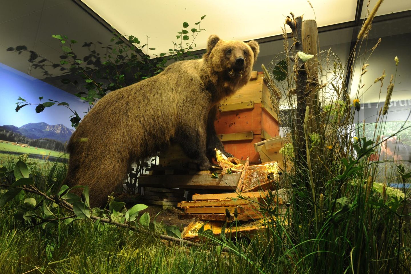 Braunbär "Bruno" Nach 170 Jahren streift 2006 erstmals wieder das größte landlebende Raubtier Europas durch die bayerischen Wälder. Als Bruno auf der Suche nach Beute-Schafen Siedlungen zu nahe kommt, wird er abgeschossen. Seine Bezeichnung als "Problembär" wird zum geflügelten Wort. Auch Bruno endet ausgestopft im Museum. Brunos Schicksal erregt damals großes Medieninteresse, er schafft es bis in die "New York Times". Tierschützer laufen vergebens Sturm gegen den Abschuss. Der Bär gilt weithin als tragisches Beispiel für den Konflikt zwischen Mensch und Wildtier. Als Resultat wird in Bayern ein Managementplan für Braunbären entwickelt, um ein konfliktarmes Nebeneinander zu ermöglichen. Nach Angaben der Umweltstiftung WWF leben in Europa aktuell rund 17.000 Braunbären.