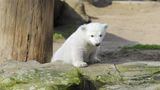 Eisbär im Zoo