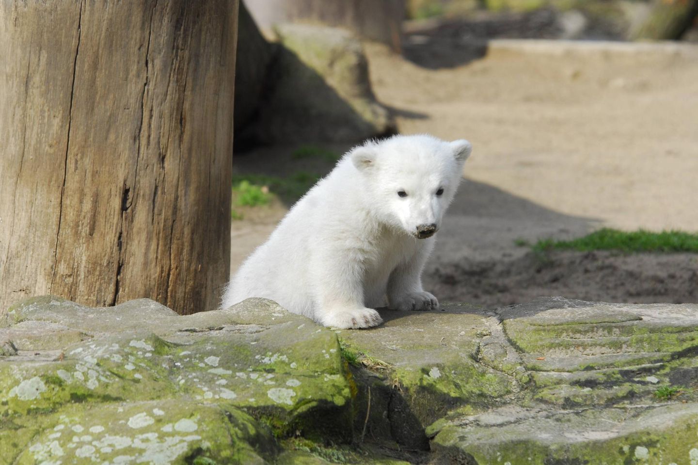 Eisbär im Zoo