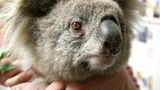 Koala in der Hand eines Menschen