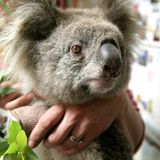 Koala in der Hand eines Menschen