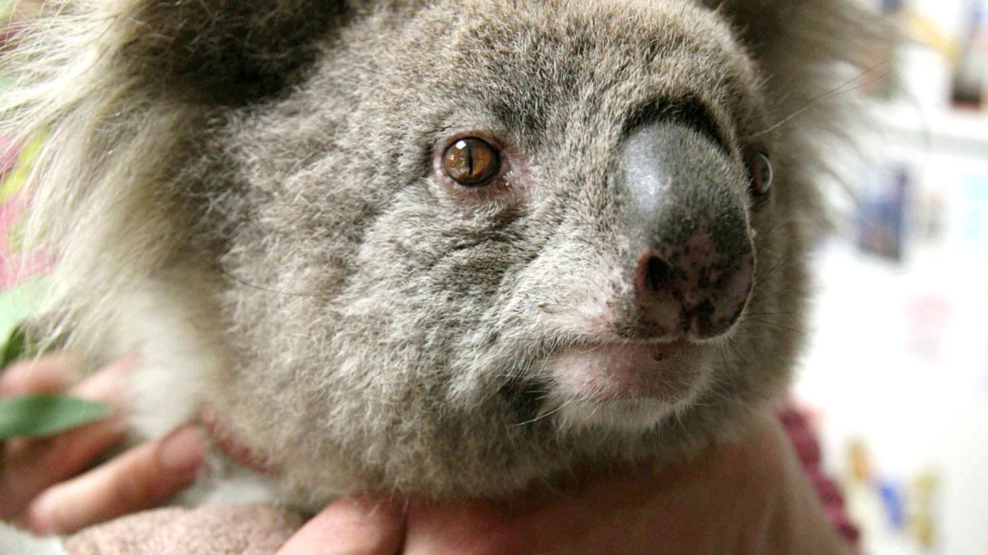 Koala "Sam" Koala in der Hand eines Menschen