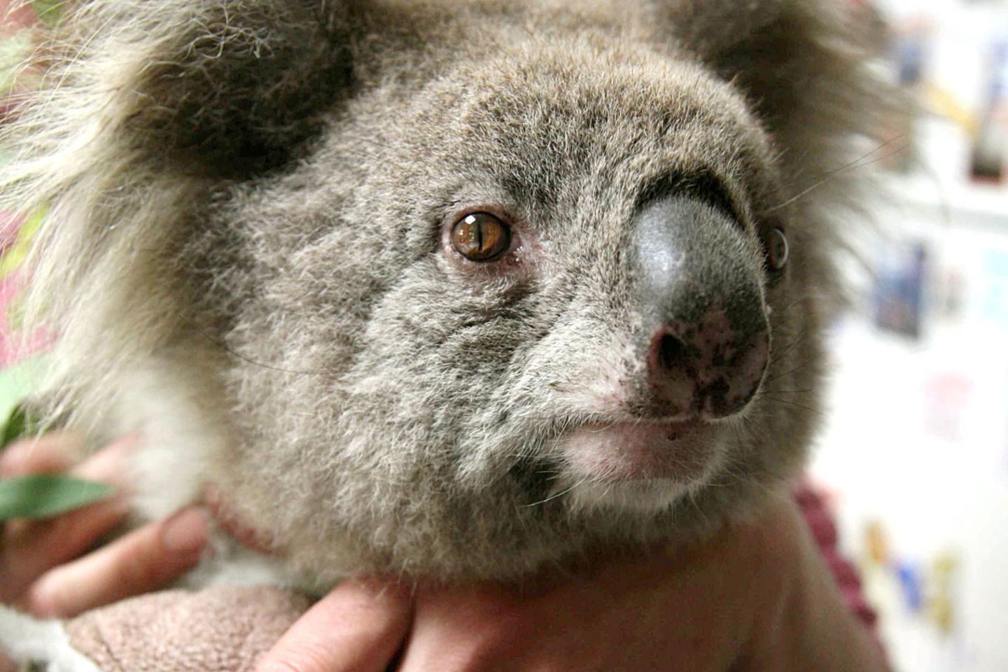 Koala "Sam" Koala in der Hand eines Menschen