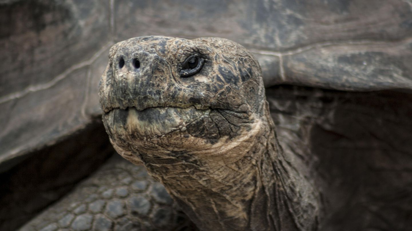 Schildkröte "Lonesome George" Schildkröte in Nahaufnahme