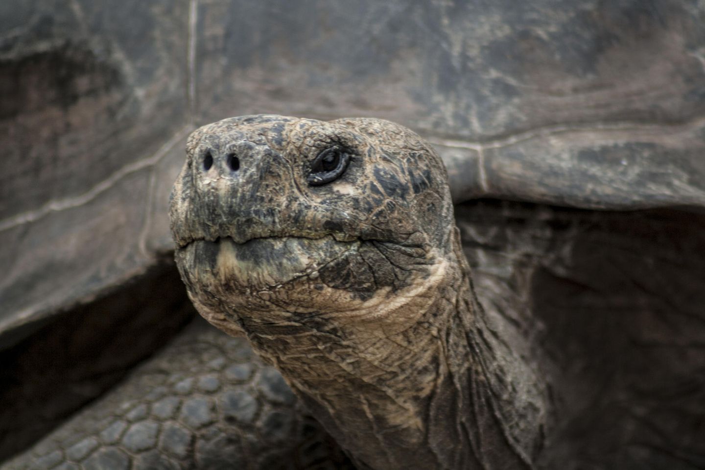Schildkröte "Lonesome George" Schildkröte in Nahaufnahme
