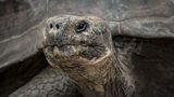 Schildkröte in Nahaufnahme