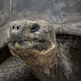 Schildkröte in Nahaufnahme