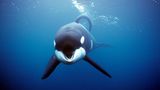 Der Orca ist ein Aushängeschild für den Schutz der Wale und Delfine. Bekannt wird er als Hauptdarsteller der Blockbuster-Reihe "Free Willy". In drei Filmen bewahren beherzte Jungen das Tier vor einem Leben im Vergnügungspark, vor den Folgen eines Tankerunglücks und vor der Weiterverarbeitung zu Sushi. Schon kurz nach dem ersten Kinostart läuft 1993 in den USA eine Kampagne von Wissenschaftlern und Tierschützern an: Sie fordern Freiheit für eingesperrte Orcas, die größte Delfin-Art. Seinerzeit leben weltweit rund 40 von ihnen in Vergnügungsparks und Aquarien.  Keiko selbst soll damals nach zwei Jahrzehnten in Gefangenschaft über ein mehrere Millionen US-Dollar teures Auswilderungsprojekt wieder an ein Leben im offenen Meer gewöhnt werden. Doch ganz in die Wildnis zieht es ihn nicht, er lässt sich weiter lieber von Menschen füttern. 2003 stirbt das Tier im Alter von 27 Jahren an einer Lungenentzündung. Nach Angaben der Stiftung zur Befreiung Keikos ist er damals der erste gefangen gehaltene Orca, der in seine Heimatgewässer rund um Island und Norwegen zurückkehrt - "eine historische Premiere". Der britischen Naturschutzorganisation Whale and Dolphin Conservation zufolge leben heutzutage noch mindestens 53 Orcas in Seeparks.