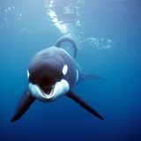 Der Orca ist ein Aushängeschild für den Schutz der Wale und Delfine. Bekannt wird er als Hauptdarsteller der Blockbuster-Reihe "Free Willy". In drei Filmen bewahren beherzte Jungen das Tier vor einem Leben im Vergnügungspark, vor den Folgen eines Tankerunglücks und vor der Weiterverarbeitung zu Sushi. Schon kurz nach dem ersten Kinostart läuft 1993 in den USA eine Kampagne von Wissenschaftlern und Tierschützern an: Sie fordern Freiheit für eingesperrte Orcas, die größte Delfin-Art. Seinerzeit leben weltweit rund 40 von ihnen in Vergnügungsparks und Aquarien.  Keiko selbst soll damals nach zwei Jahrzehnten in Gefangenschaft über ein mehrere Millionen US-Dollar teures Auswilderungsprojekt wieder an ein Leben im offenen Meer gewöhnt werden. Doch ganz in die Wildnis zieht es ihn nicht, er lässt sich weiter lieber von Menschen füttern. 2003 stirbt das Tier im Alter von 27 Jahren an einer Lungenentzündung. Nach Angaben der Stiftung zur Befreiung Keikos ist er damals der erste gefangen gehaltene Orca, der in seine Heimatgewässer rund um Island und Norwegen zurückkehrt - "eine historische Premiere". Der britischen Naturschutzorganisation Whale and Dolphin Conservation zufolge leben heutzutage noch mindestens 53 Orcas in Seeparks.