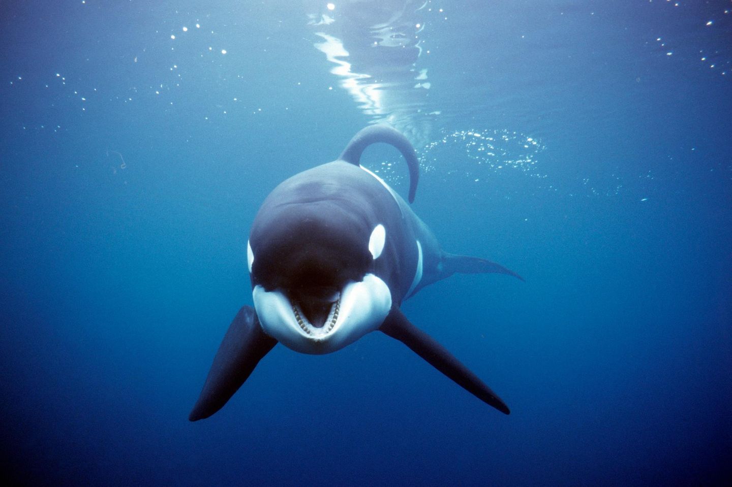 Schwertwal "Keiko" Der Orca ist ein Aushängeschild für den Schutz der Wale und Delfine. Bekannt wird er als Hauptdarsteller der Blockbuster-Reihe "Free Willy". In drei Filmen bewahren beherzte Jungen das Tier vor einem Leben im Vergnügungspark, vor den Folgen eines Tankerunglücks und vor der Weiterverarbeitung zu Sushi. Schon kurz nach dem ersten Kinostart läuft 1993 in den USA eine Kampagne von Wissenschaftlern und Tierschützern an: Sie fordern Freiheit für eingesperrte Orcas, die größte Delfin-Art. Seinerzeit leben weltweit rund 40 von ihnen in Vergnügungsparks und Aquarien. Keiko selbst soll damals nach zwei Jahrzehnten in Gefangenschaft über ein mehrere Millionen US-Dollar teures Auswilderungsprojekt wieder an ein Leben im offenen Meer gewöhnt werden. Doch ganz in die Wildnis zieht es ihn nicht, er lässt sich weiter lieber von Menschen füttern. 2003 stirbt das Tier im Alter von 27 Jahren an einer Lungenentzündung. Nach Angaben der Stiftung zur Befreiung Keikos ist er damals der erste gefangen gehaltene Orca, der in seine Heimatgewässer rund um Island und Norwegen zurückkehrt - "eine historische Premiere". Der britischen Naturschutzorganisation Whale and Dolphin Conservation zufolge leben heutzutage noch mindestens 53 Orcas in Seeparks.