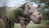 Rhinozerus mit Pfleger