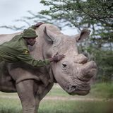 Rhinozerus mit Pfleger