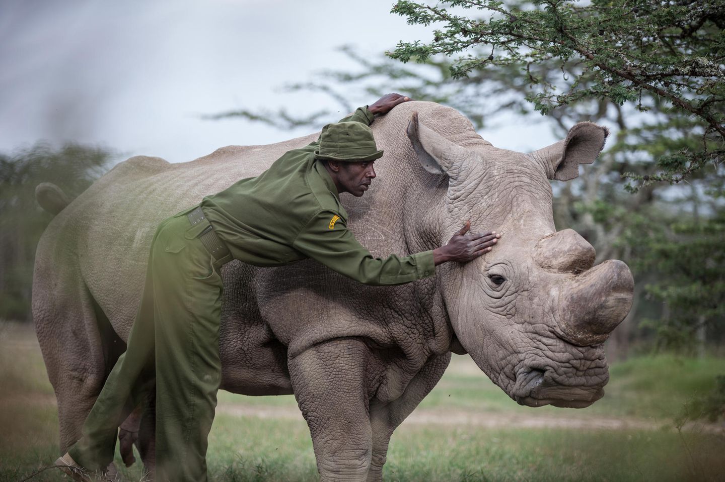 Nördliches Breitmaulnashorn "Sudan" Rhinozerus mit Pfleger