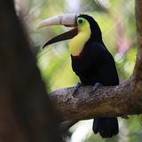 Tierische Botschafter werden oft durch ihre ungewöhnliche Lebensgeschichte oder -umstände, dramatische Ereignisse und/oder ein oft tragisches Schicksal ins Bewusstsein der Öffentlichkeit gerückt. In Costa Rica sorgte die Geschichte des Tukans Grecia für Aufmerksamkeit, dem bei einer Misshandlung durch Menschen der Oberschnabel abgebrochen war. Er wurde in ein Tierheim gebracht und mit einer Prothese aus dem 3D-Drucker versorgt.