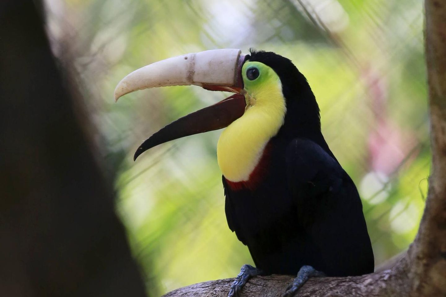 Tierische Botschafter werden oft durch ihre ungewöhnliche Lebensgeschichte oder -umstände, dramatische Ereignisse und/oder ein oft tragisches Schicksal ins Bewusstsein der Öffentlichkeit gerückt. In Costa Rica sorgte die Geschichte des Tukans Grecia für Aufmerksamkeit, dem bei einer Misshandlung durch Menschen der Oberschnabel abgebrochen war. Er wurde in ein Tierheim gebracht und mit einer Prothese aus dem 3D-Drucker versorgt.