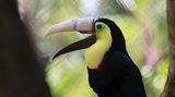 Tierische Botschafter werden oft durch ihre ungewöhnliche Lebensgeschichte oder -umstände, dramatische Ereignisse und/oder ein oft tragisches Schicksal ins Bewusstsein der Öffentlichkeit gerückt. In Costa Rica sorgte die Geschichte des Tukans Grecia für Aufmerksamkeit, dem bei einer Misshandlung durch Menschen der Oberschnabel abgebrochen war. Er wurde in ein Tierheim gebracht und mit einer Prothese aus dem 3D-Drucker versorgt.
