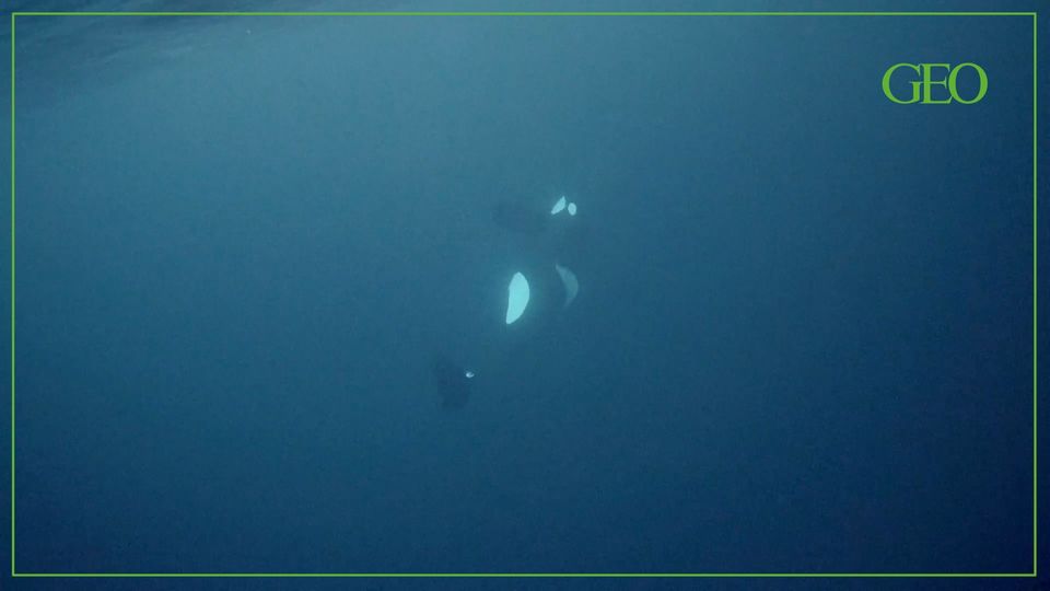 Erstmals sterbender Orca gefilmt Erstmals sterbender Orca gefilmt