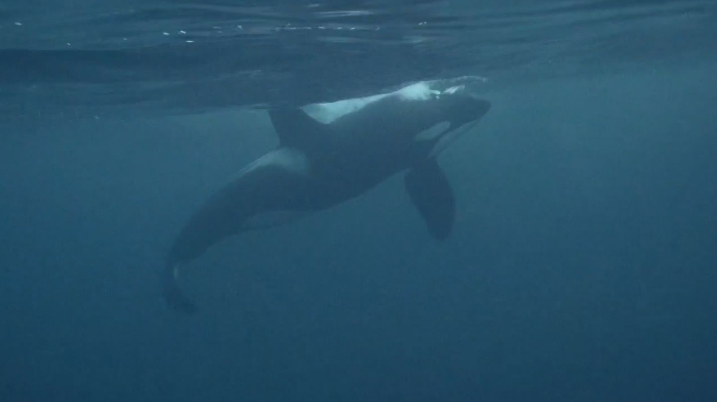 Bewegender Moment: Der Orca-Bulle "Hunchy" kämpft um sein Leben Der Orca-Bulle "Hunchy" kämpft um sein Leben