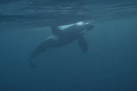 Der Orca-Bulle "Hunchy" kämpft um sein Leben