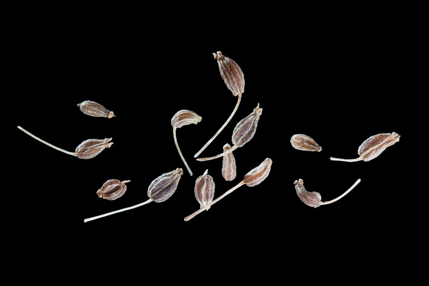 Anis: In Plätzchen und Pastete Anis