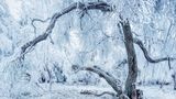 Schnee auf den Bäumen im Naturschutzgebiet "Neuer Hagen"
