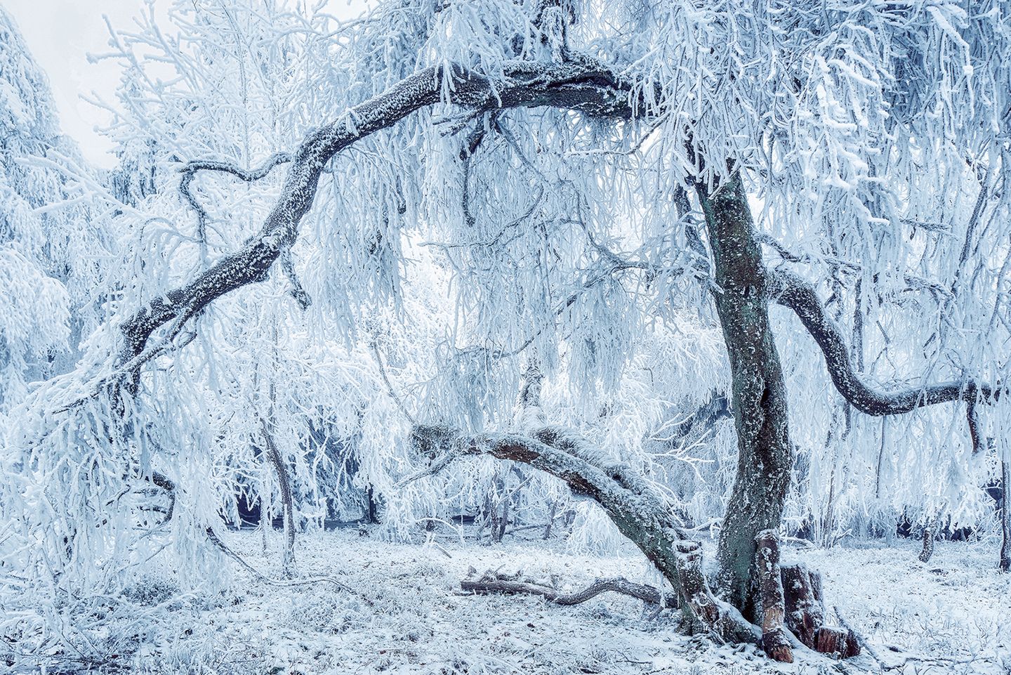 Schnee auf den Bäumen im Naturschutzgebiet "Neuer Hagen"