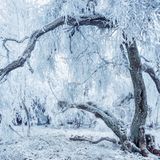Schnee auf den Bäumen im Naturschutzgebiet "Neuer Hagen"