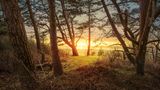 Baumbestand mit Meerblick: Während an der Ostsee viele Wälder unmittelbar an der Küste liegen, gibt es an der Nordsee nur eine Handvoll solcher Gebiete. Der mehr als 125 Jahre alte Wernerwald bei Cuxhaven, der seit rund 80 Jahren unter Landschaftsschutz steht, gehört dazu. Auf den sandigen Böden gedeihen vor allem Kiefern, die – wie gemalt – die schwindende Sonne zu verabschieden scheinen