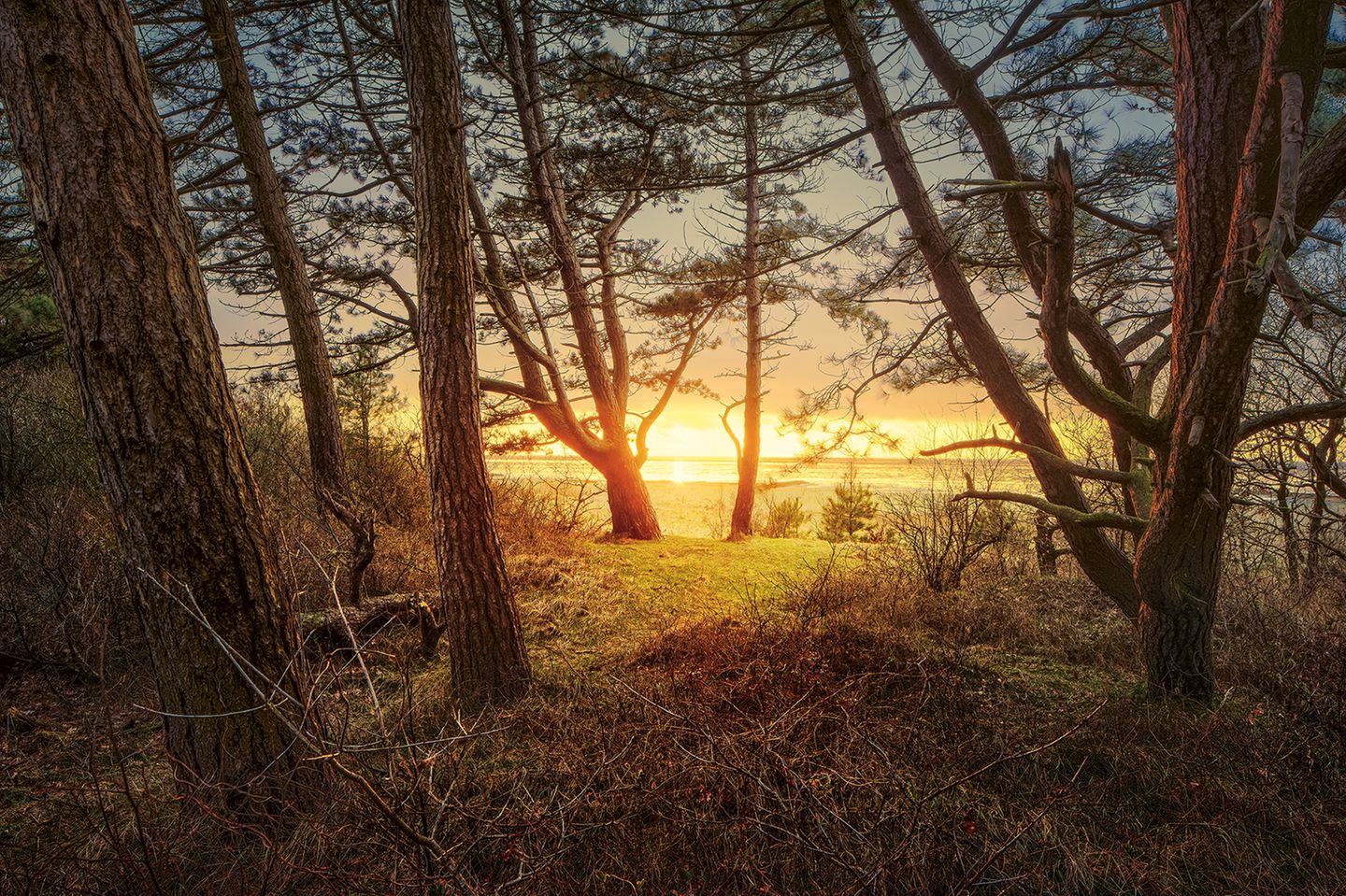 Baumbestand mit Meerblick: Während an der Ostsee viele Wälder unmittelbar an der Küste liegen, gibt es an der Nordsee nur eine Handvoll solcher Gebiete. Der mehr als 125 Jahre alte Wernerwald bei Cuxhaven, der seit rund 80 Jahren unter Landschaftsschutz steht, gehört dazu. Auf den sandigen Böden gedeihen vor allem Kiefern, die – wie gemalt – die schwindende Sonne zu verabschieden scheinen