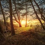 Baumbestand mit Meerblick: Während an der Ostsee viele Wälder unmittelbar an der Küste liegen, gibt es an der Nordsee nur eine Handvoll solcher Gebiete. Der mehr als 125 Jahre alte Wernerwald bei Cuxhaven, der seit rund 80 Jahren unter Landschaftsschutz steht, gehört dazu. Auf den sandigen Böden gedeihen vor allem Kiefern, die – wie gemalt – die schwindende Sonne zu verabschieden scheinen
