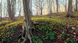 Die Farben des Frühjahrs: Wie ein Teppich aus gelben Tupfern schmücken die Winterlinge im Rautal bei Jena den Waldboden. Die Pflanzen aus der Familie der Hahnenfußgewächse gehören zu den ersten Boten des Frühlings. Sie nutzen die Kraft der Sonne, die ihre Strahlen zu dieser Zeit ungehindert durch die noch laublosen Kronen der Bäume bis auf den Grund schickt