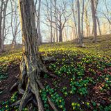 Die Farben des Frühjahrs: Wie ein Teppich aus gelben Tupfern schmücken die Winterlinge im Rautal bei Jena den Waldboden. Die Pflanzen aus der Familie der Hahnenfußgewächse gehören zu den ersten Boten des Frühlings. Sie nutzen die Kraft der Sonne, die ihre Strahlen zu dieser Zeit ungehindert durch die noch laublosen Kronen der Bäume bis auf den Grund schickt