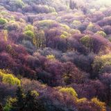 Das Mittelgebirge des Kaiserstuhls im Südwesten Baden-Württembergs zählt zu den Wärmeinseln Deutschlands. Jetzt, im April, ergrünen die Laubwälder mehr und mehr. Zunächst entfalten nur einzelne Bäume wie Ahorne Blüten und Blätter, gegen Ende April folgen die Rotbuchen, dann die Eichen. Bald wird das Kronendach geschlossen in satten Grüntönen erstrahlen