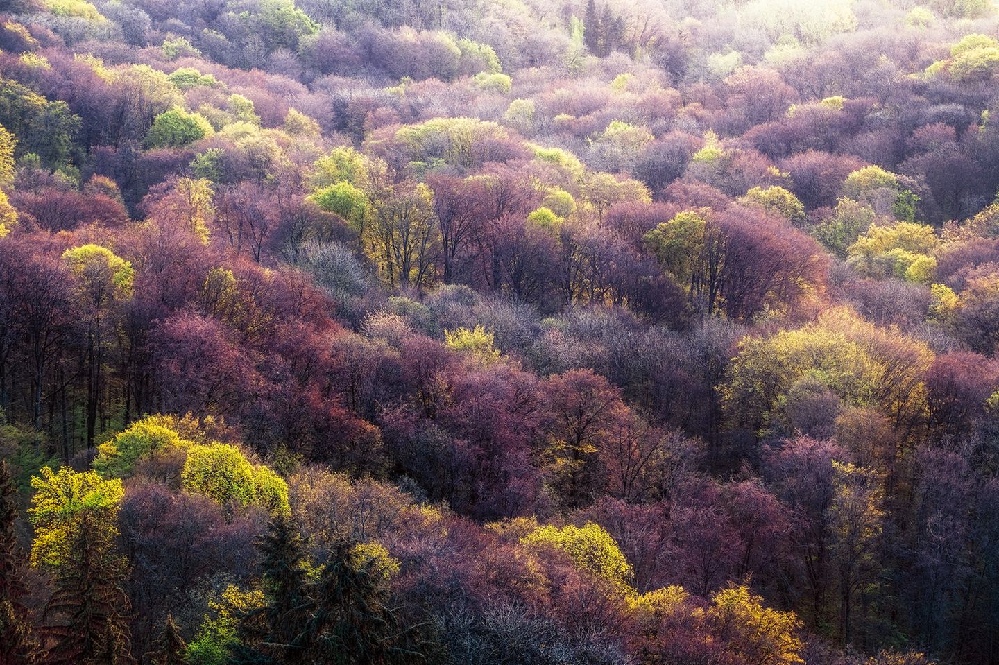 Das Mittelgebirge des Kaiserstuhls im Südwesten Baden-Württembergs zählt zu den Wärmeinseln Deutschlands. Jetzt, im April, ergrünen die Laubwälder mehr und mehr. Zunächst entfalten nur einzelne Bäume wie Ahorne Blüten und Blätter, gegen Ende April folgen die Rotbuchen, dann die Eichen. Bald wird das Kronendach geschlossen in satten Grüntönen erstrahlen
