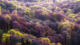 Das Mittelgebirge des Kaiserstuhls im Südwesten Baden-Württembergs zählt zu den Wärmeinseln Deutschlands. Jetzt, im April, ergrünen die Laubwälder mehr und mehr. Zunächst entfalten nur einzelne Bäume wie Ahorne Blüten und Blätter, gegen Ende April folgen die Rotbuchen, dann die Eichen. Bald wird das Kronendach geschlossen in satten Grüntönen erstrahlen