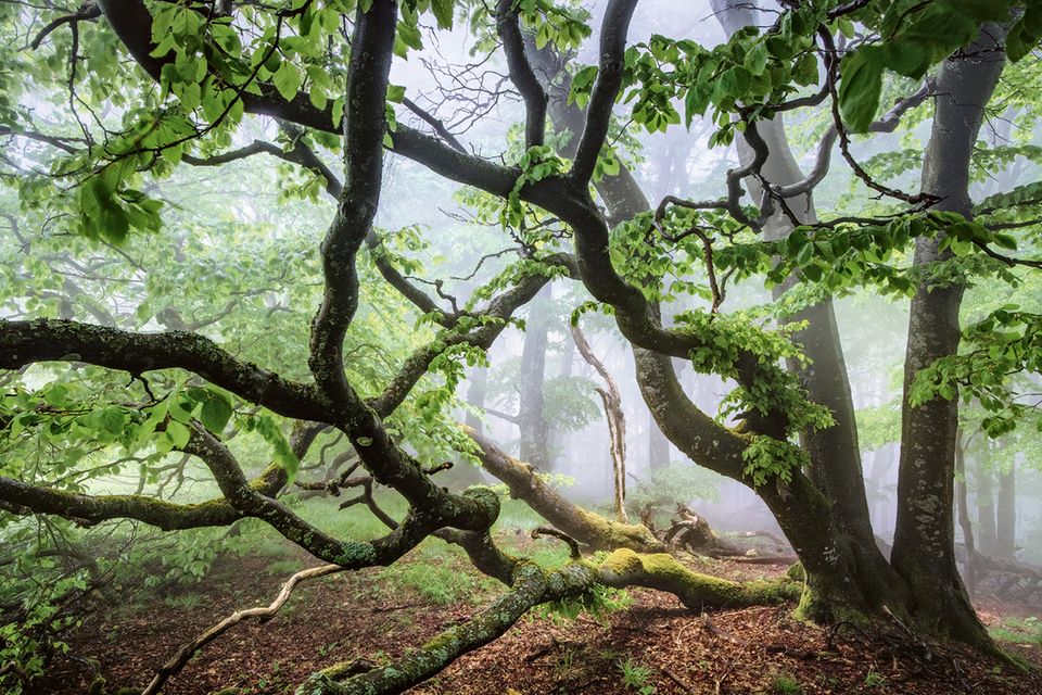 Grünes Labyrinth: Bei Nebel gleichen manche Wälder einem wahren Irrgarten, im Großen wie im Kleinen. So schlängeln sich die verzweigten Äste dieser moosbedeckten Buche in die dunstige Luft des Waldes in der Rhön. Das rund 1500 Quadratkilometer große Mittelgebirge im Grenzgebiet von Bayern, Hessen und Thüringen wartet mit einer besonders hohen Vielfalt an Pflanzen und Tieren auf  1.5004