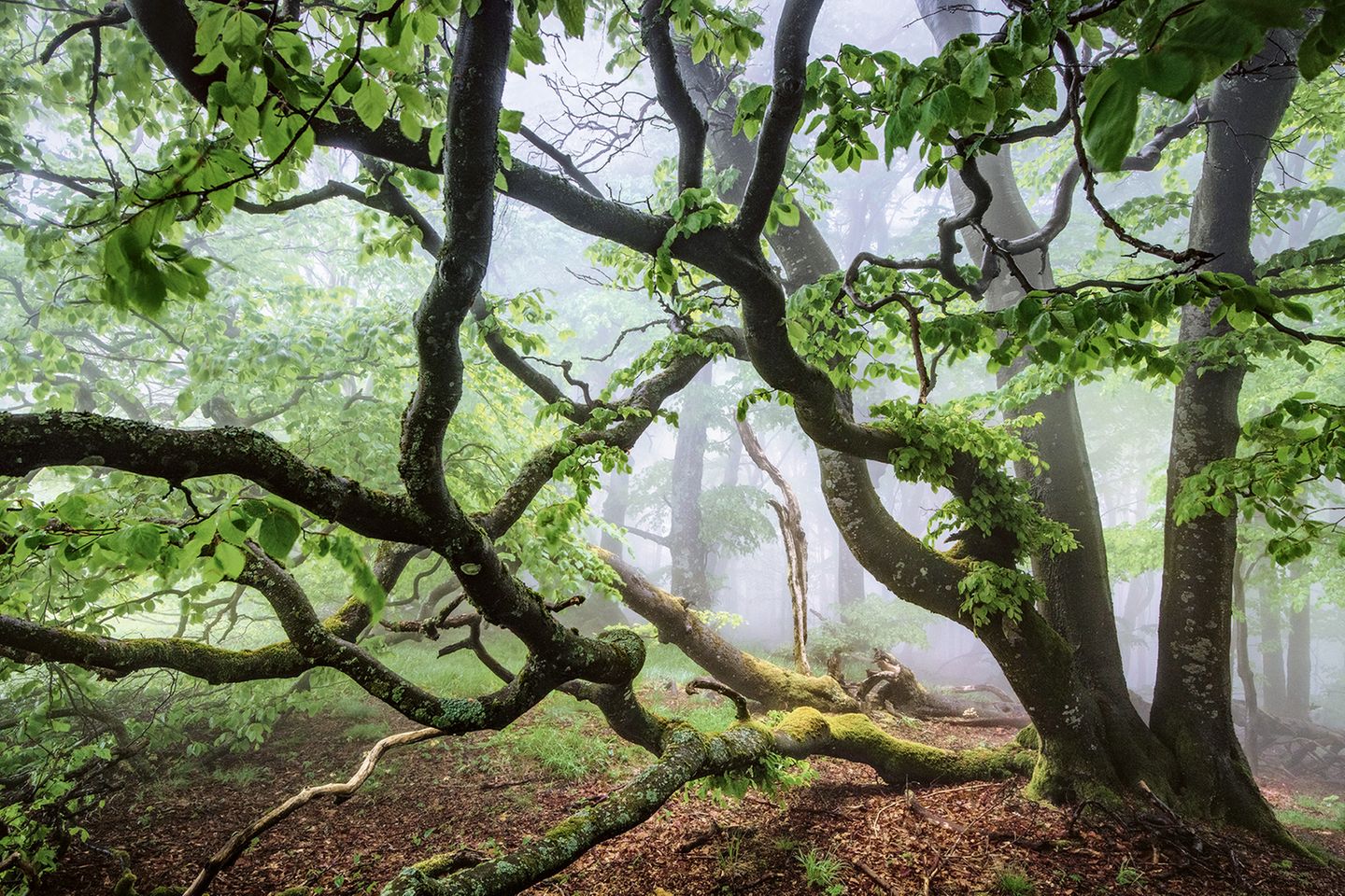Nebelwald in der Rhön, Hessen Grünes Labyrinth: Bei Nebel gleichen manche Wälder einem wahren Irrgarten, im Großen wie im Kleinen. So schlängeln sich die verzweigten Äste dieser moosbedeckten Buche in die dunstige Luft des Waldes in der Rhön. Das rund 1500 Quadratkilometer große Mittelgebirge im Grenzgebiet von Bayern, Hessen und Thüringen wartet mit einer besonders hohen Vielfalt an Pflanzen und Tieren auf