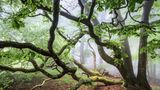 Grünes Labyrinth: Bei Nebel gleichen manche Wälder einem wahren Irrgarten, im Großen wie im Kleinen. So schlängeln sich die verzweigten Äste dieser moosbedeckten Buche in die dunstige Luft des Waldes in der Rhön. Das rund 1500 Quadratkilometer große Mittelgebirge im Grenzgebiet von Bayern, Hessen und Thüringen wartet mit einer besonders hohen Vielfalt an Pflanzen und Tieren auf