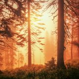 Licht wie Honig: Wenn die ersten Sonnenstrahlen des Tages auf den Frühnebel treffen, umfließt für wenige Minuten ein orangefarbenes Leuchten die Bergfichten im Bayerischen Wald. Die Koniferen kommen hier natürlich vor, eine Seltenheit in Deutschland: Die majestätischen Bäume finden sich nur in den rauen Höhen von Mittelgebirgen ab etwa einer Höhe von 1200 Metern