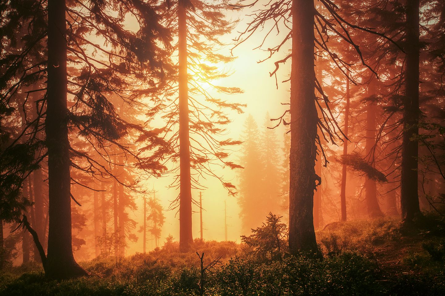 Licht wie Honig: Wenn die ersten Sonnenstrahlen des Tages auf den Frühnebel treffen, umfließt für wenige Minuten ein orangefarbenes Leuchten die Bergfichten im Bayerischen Wald. Die Koniferen kommen hier natürlich vor, eine Seltenheit in Deutschland: Die majestätischen Bäume finden sich nur in den rauen Höhen von Mittelgebirgen ab etwa einer Höhe von 1200 Metern