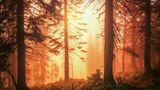 Licht wie Honig: Wenn die ersten Sonnenstrahlen des Tages auf den Frühnebel treffen, umfließt für wenige Minuten ein orangefarbenes Leuchten die Bergfichten im Bayerischen Wald. Die Koniferen kommen hier natürlich vor, eine Seltenheit in Deutschland: Die majestätischen Bäume finden sich nur in den rauen Höhen von Mittelgebirgen ab etwa einer Höhe von 1200 Metern